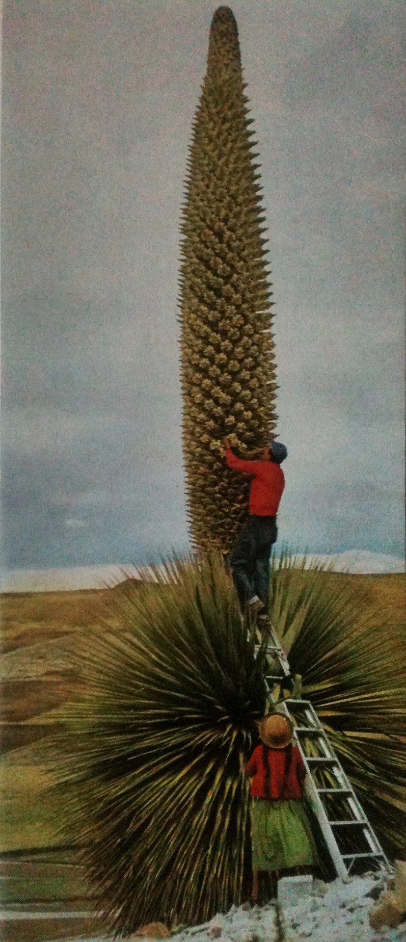 Пуйя Бертерони