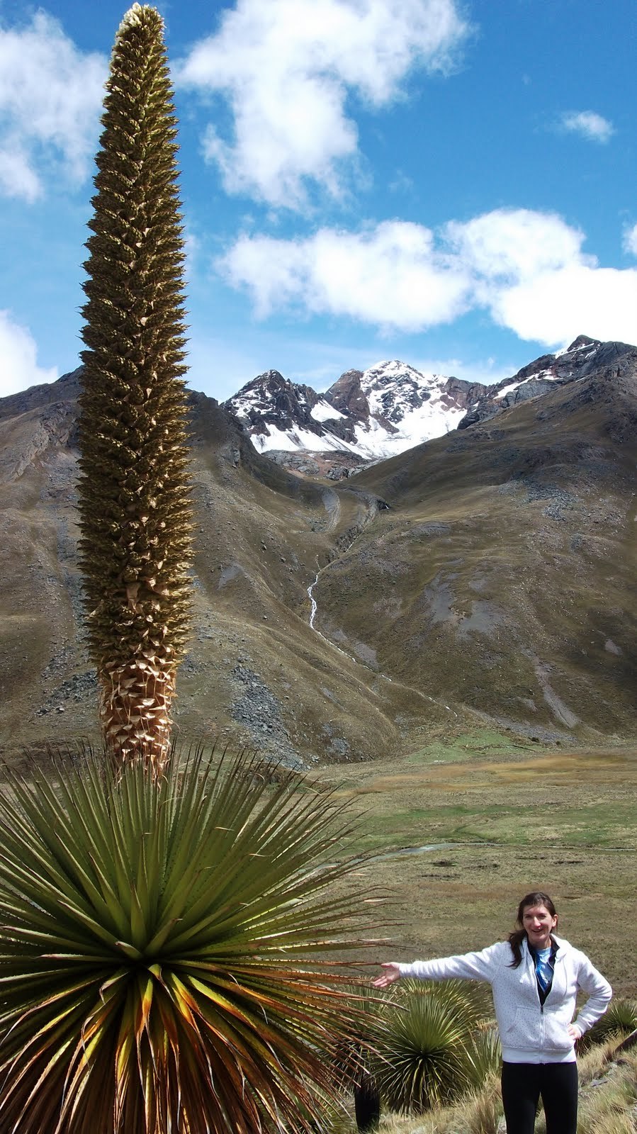 Чилийская Пуйя цветок
