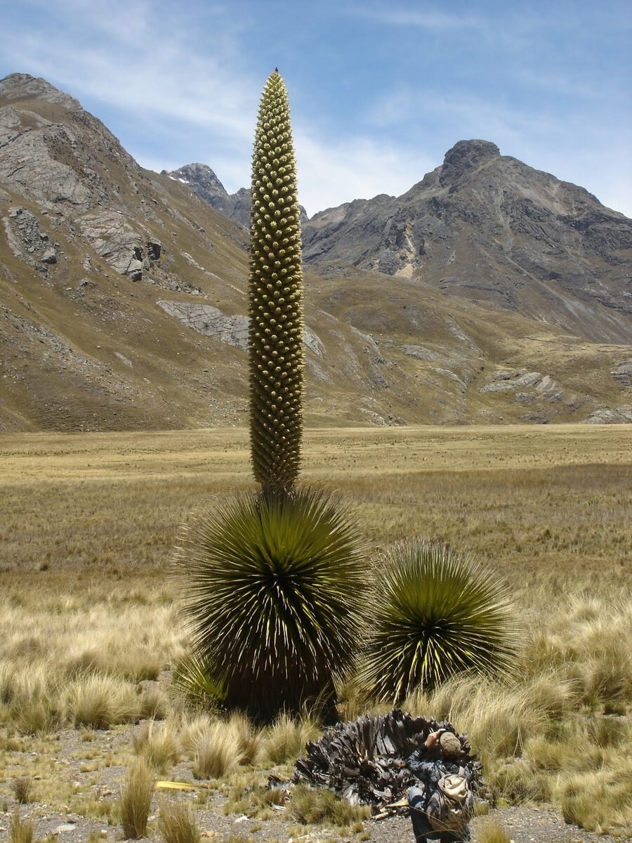 Пуйя Раймонди