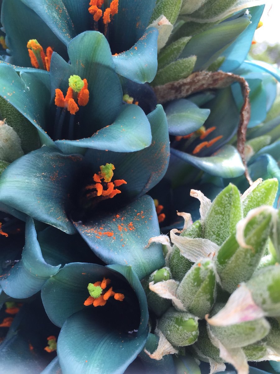 Пуйя Венуста