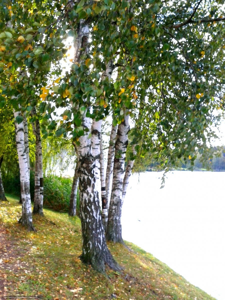 Берёза плосколистная