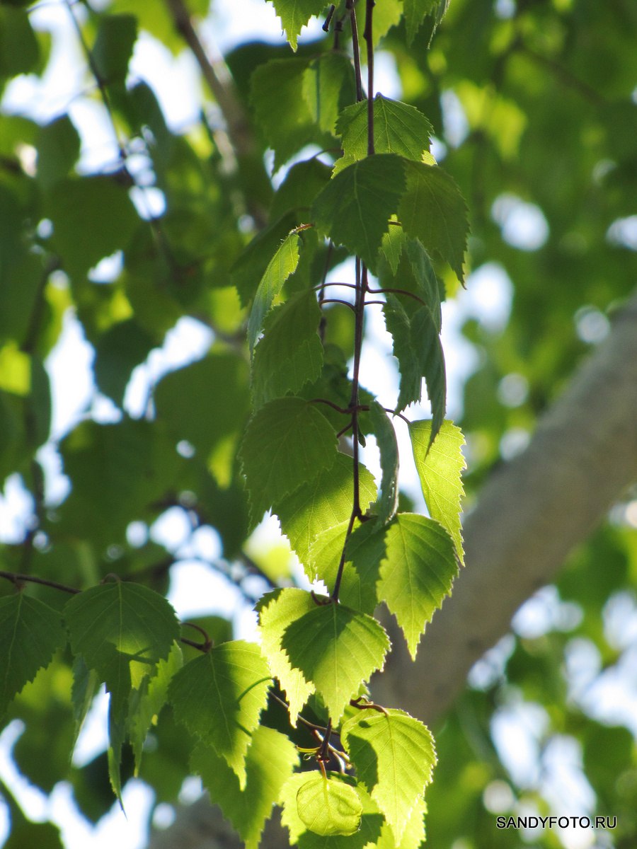 Береза шерстистая (Betula Lanata)