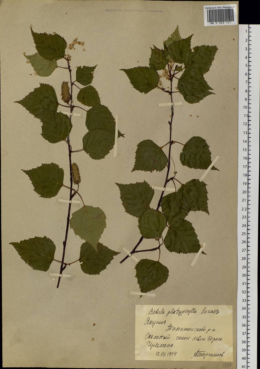 Красивая береза