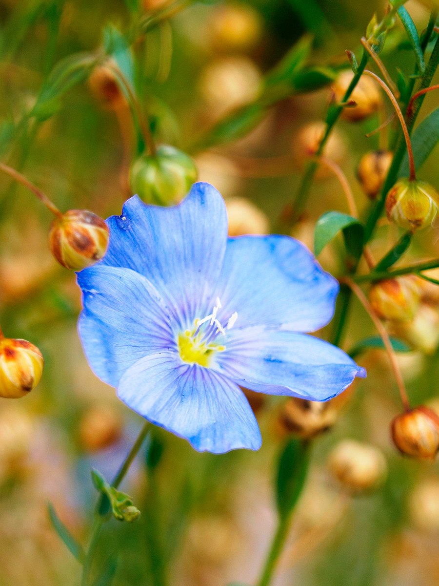 Лён обыкновенный (Linum usitatissimum l.)