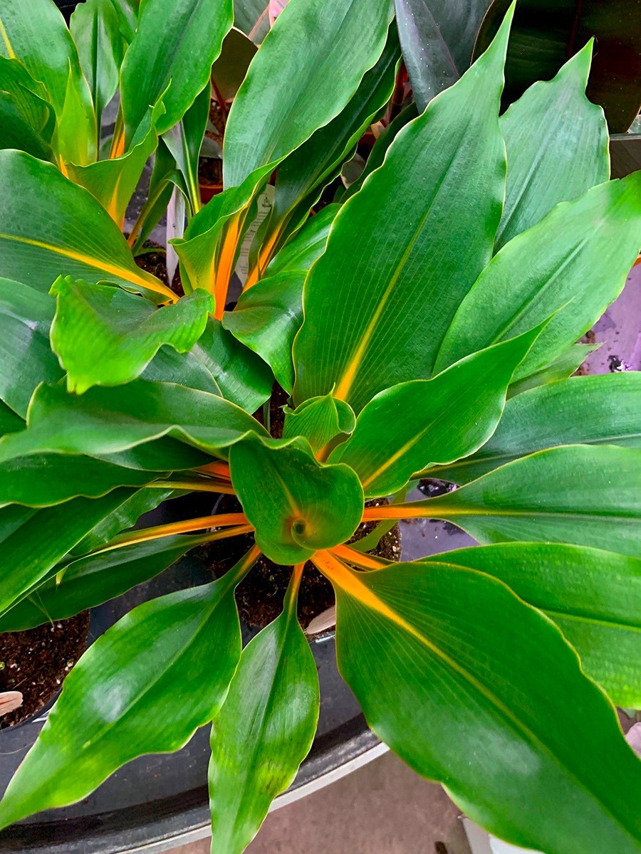 Chlorophytum amaniense