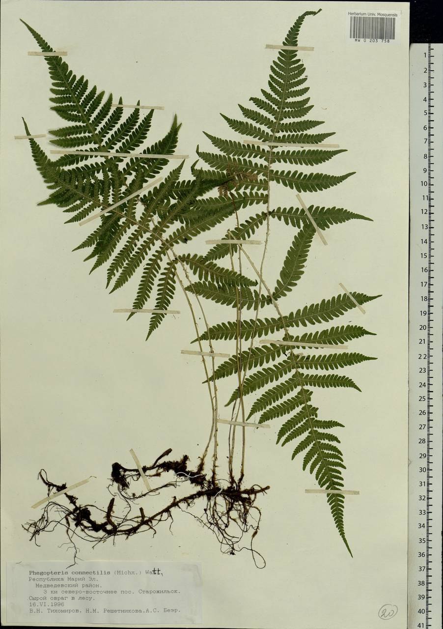 Tectaria gemmifera