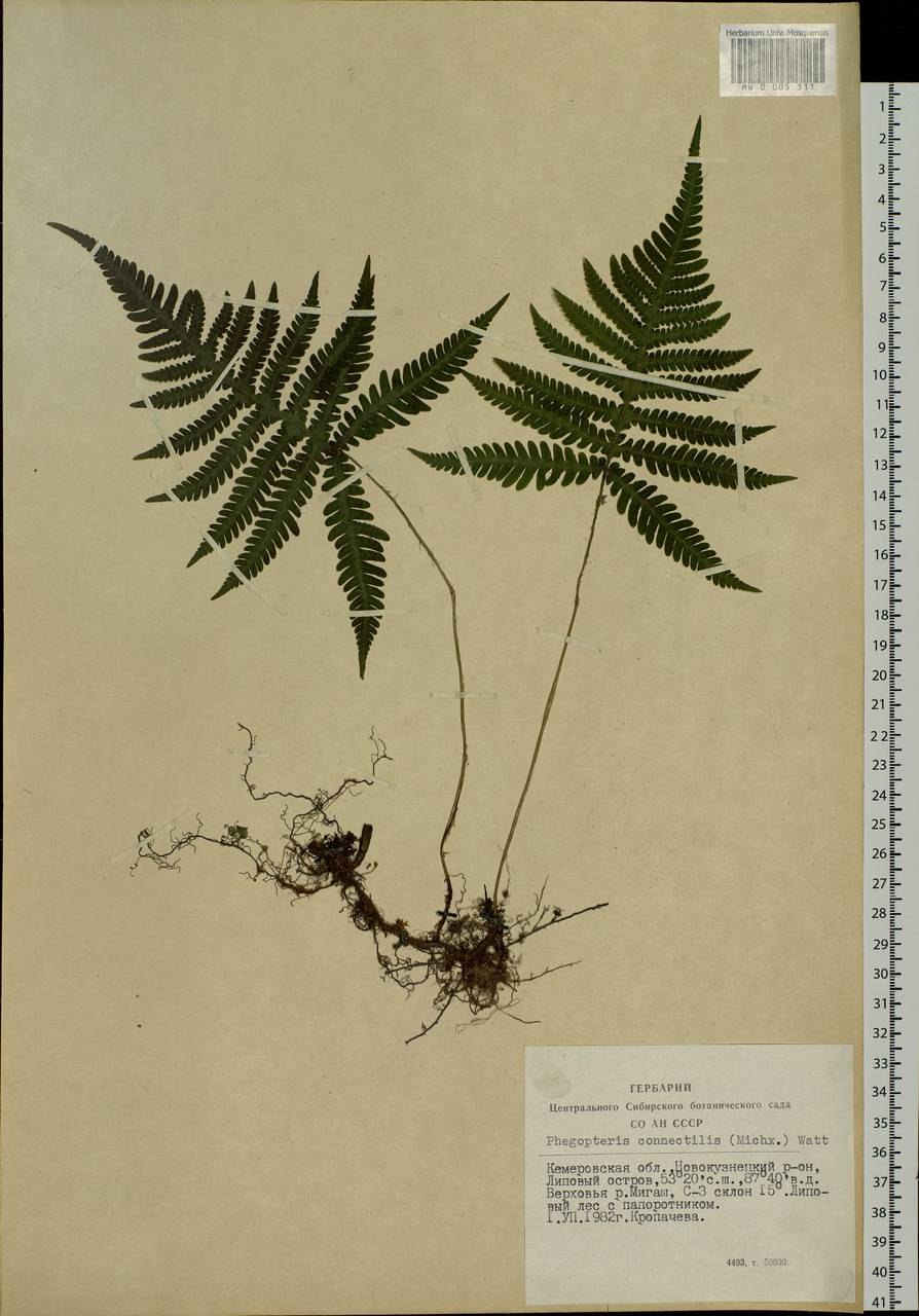 Phegopteris connectilis
