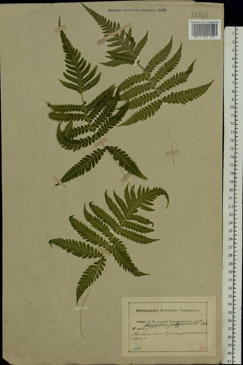 Polypodium Phegopteris