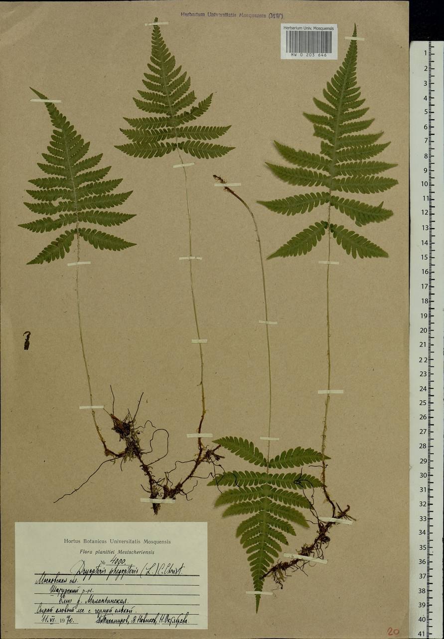 Phegopteris connectilis(Michx.) Watt – Фегоптерис связывающий