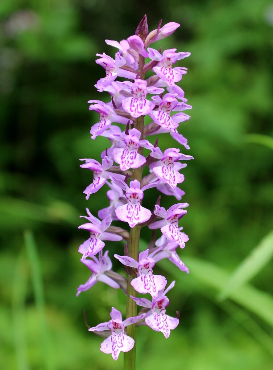 Ятрышник Пальчатокоренник пятнистый