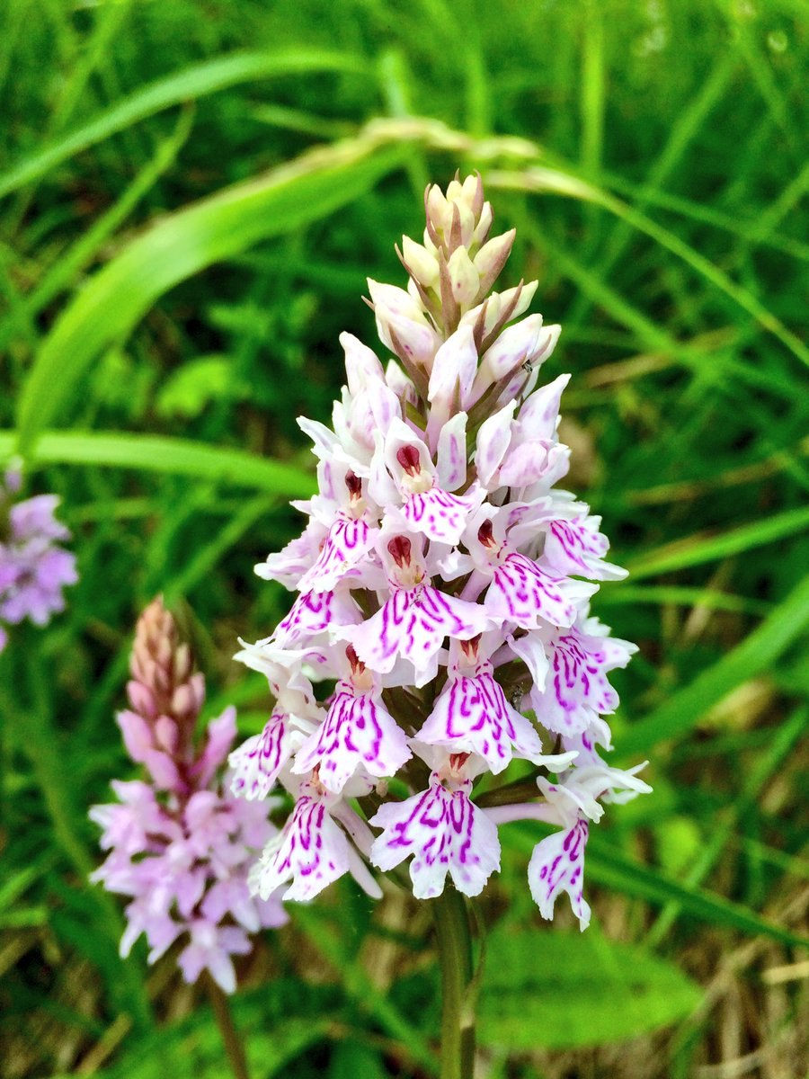 Ятрышник гербарий