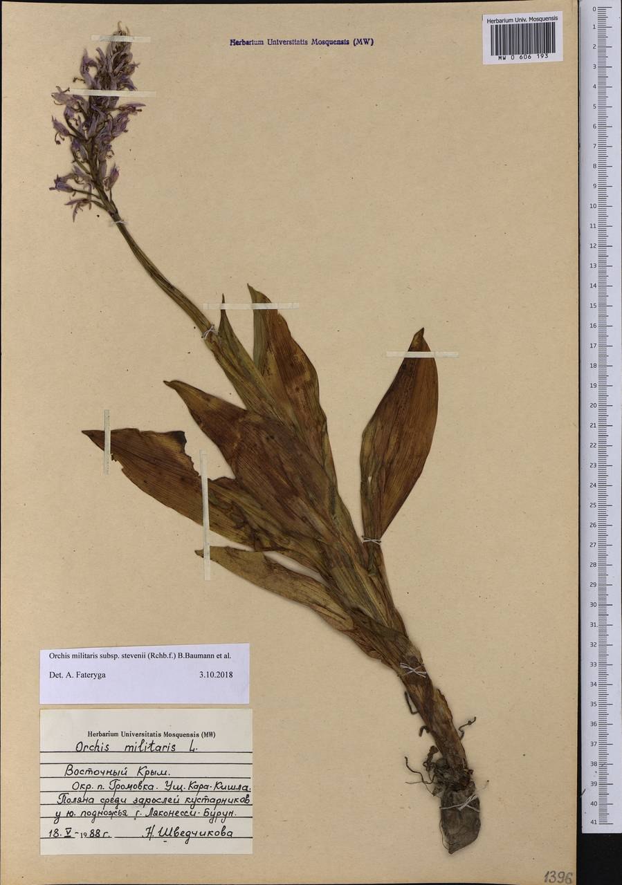 Ятрышник Стевена гербарий Крым