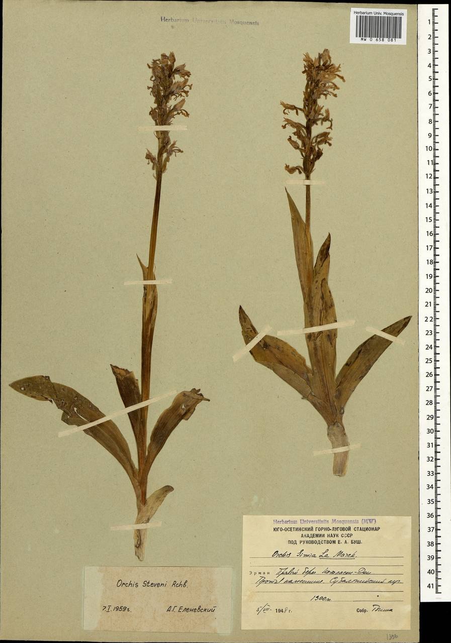 Как выглядит ятрышник и водяной орех