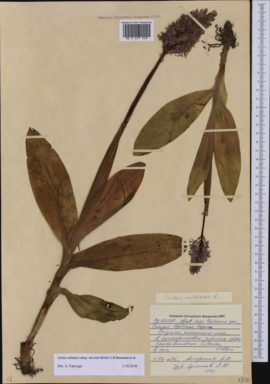 Дикая Орхидея ятрышник