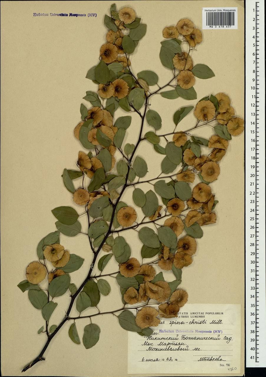 Держидерево