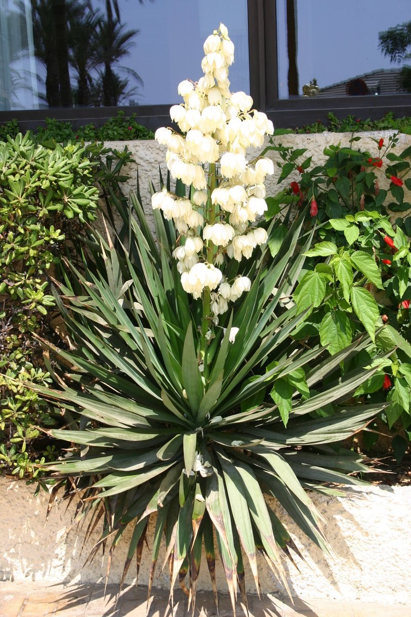 Юкка нитчатая