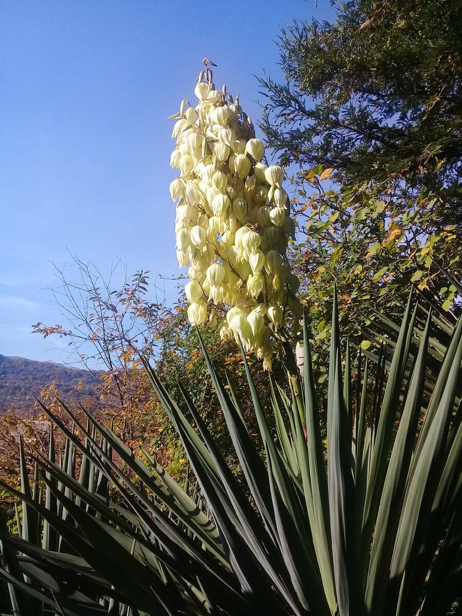 Юкка алоэлистная