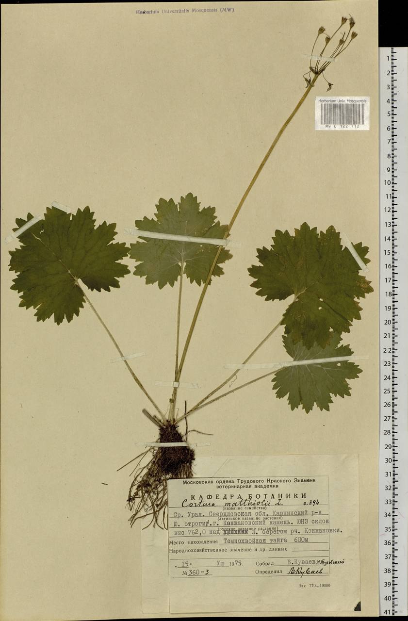 Кортуза маттиоли
