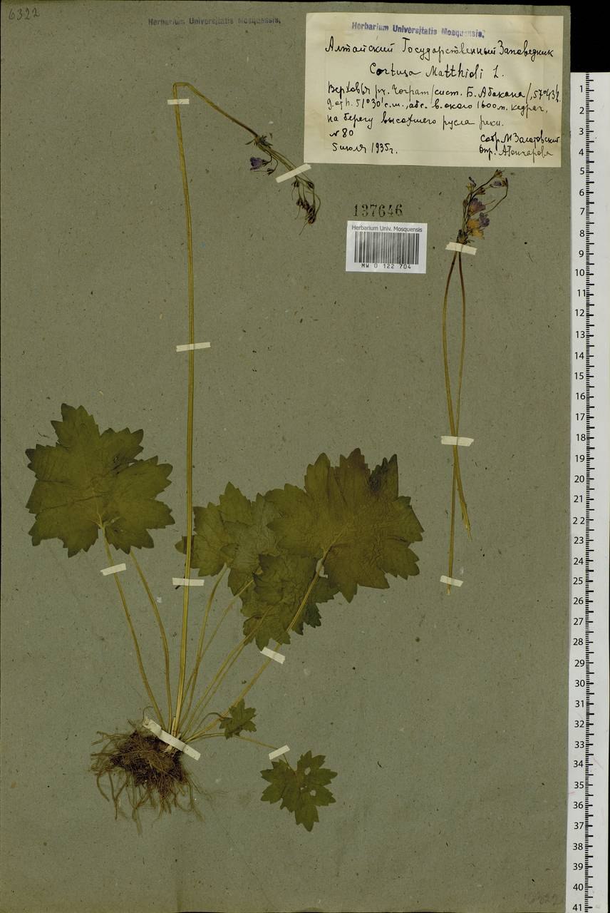 Кортуза chadeyka