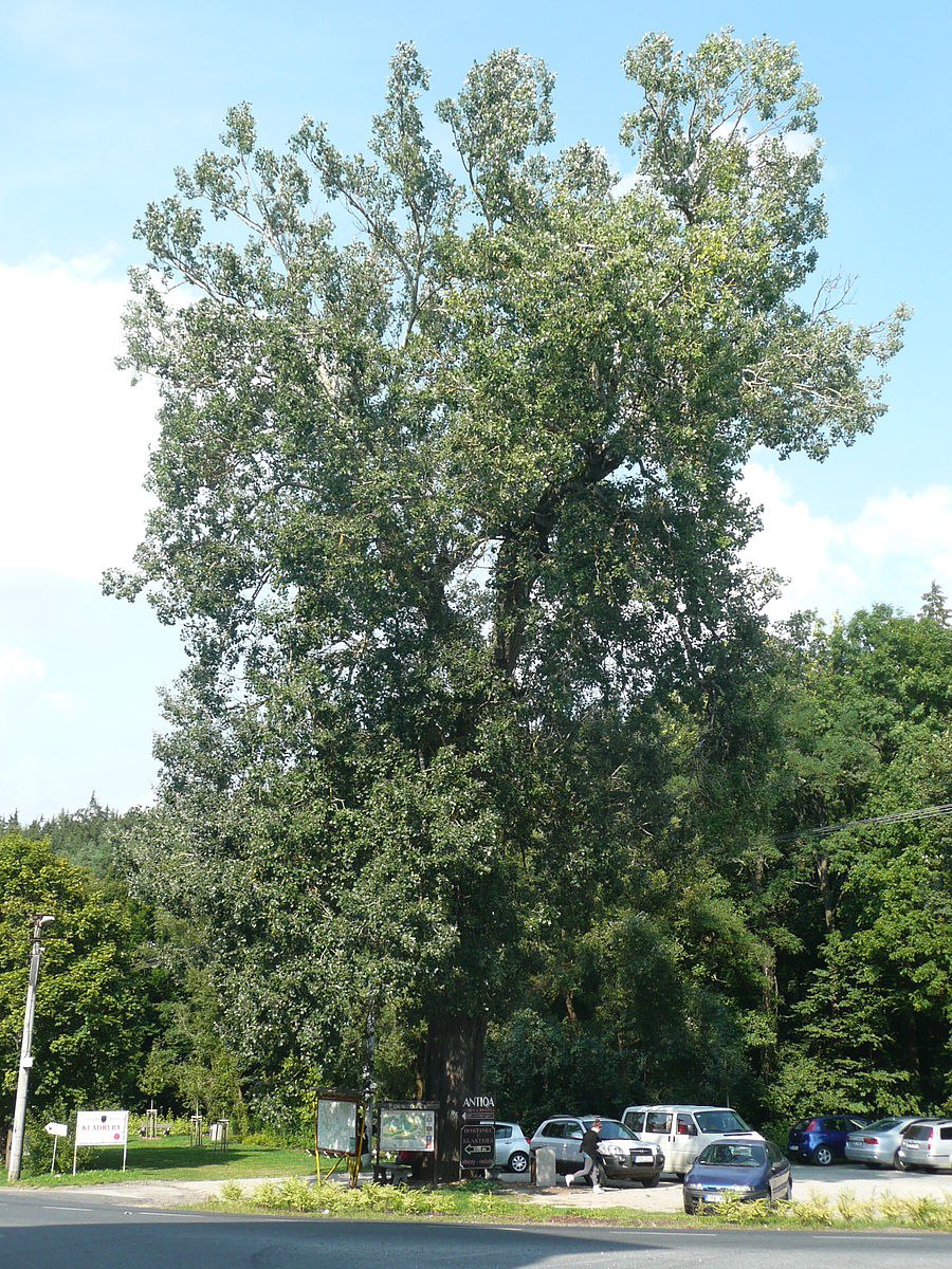 Тополь пирамидальный Галицкого парк