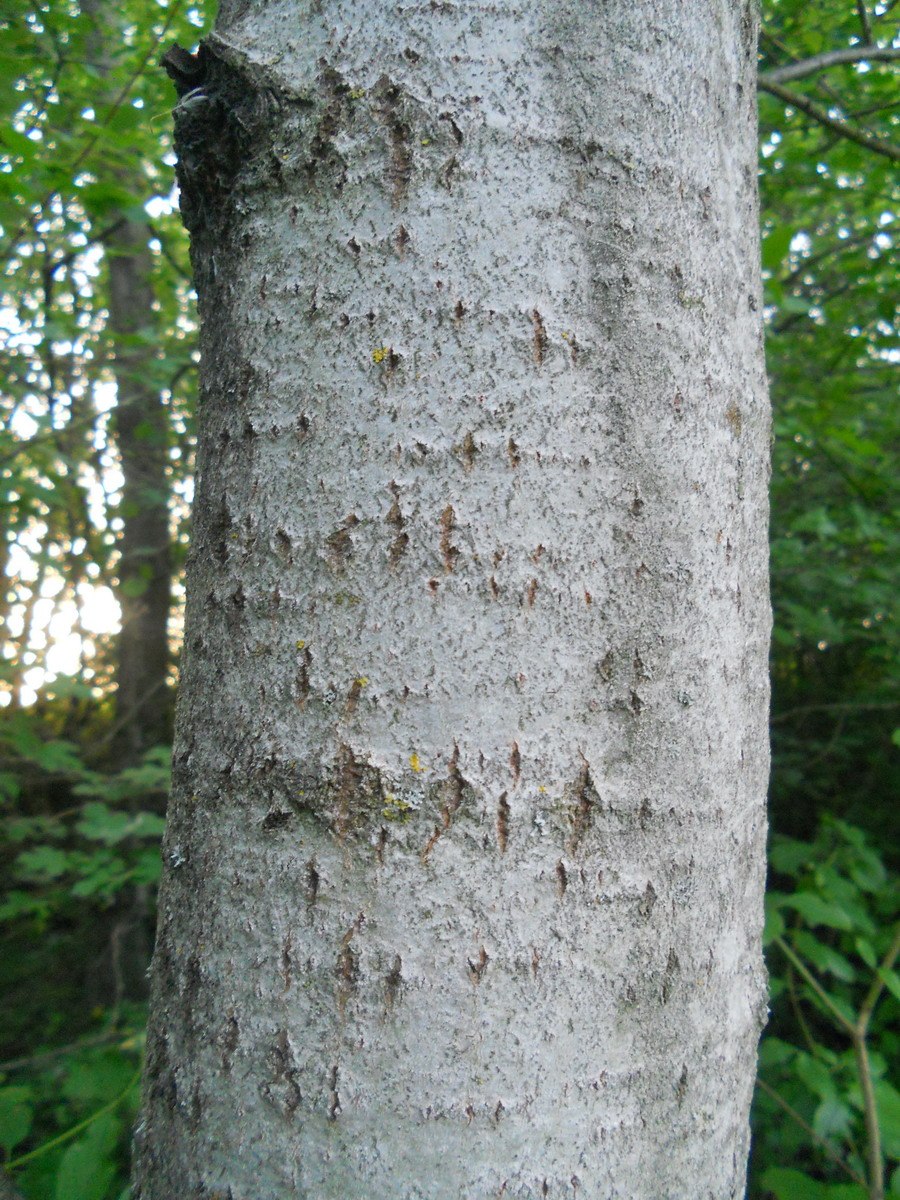 Трехсотлетний Тополь