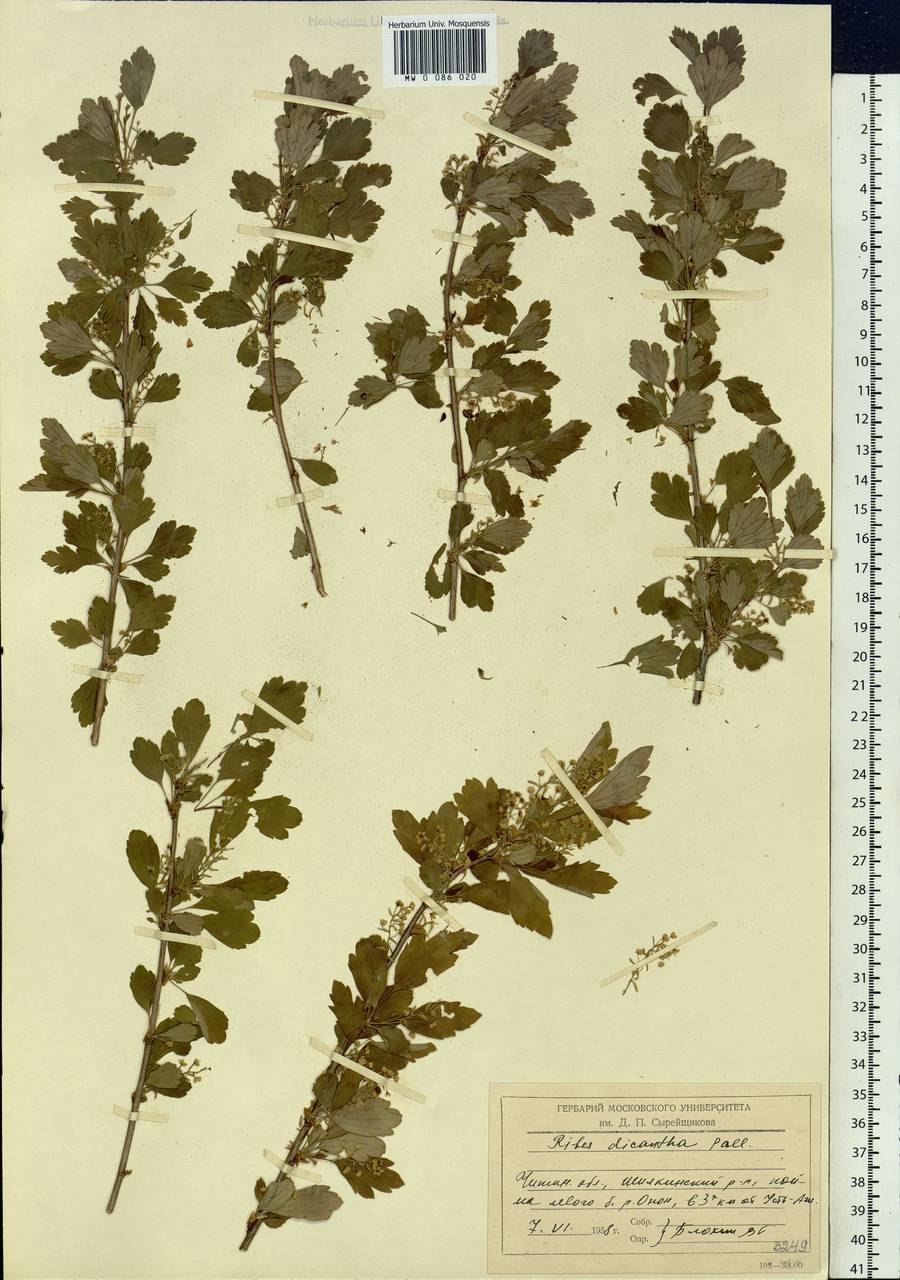 Ягоды в лесу