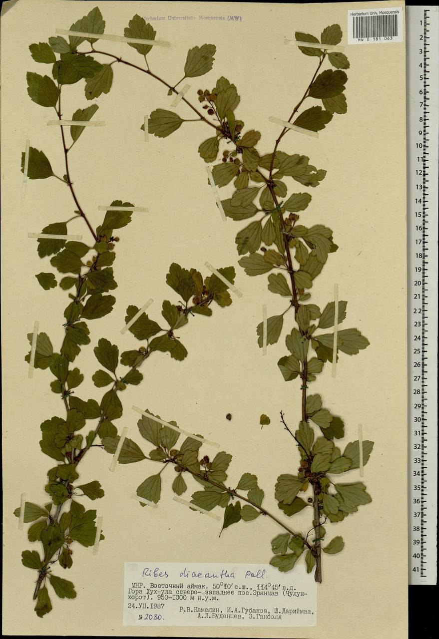 Смородина Альпийская ribes alpinum