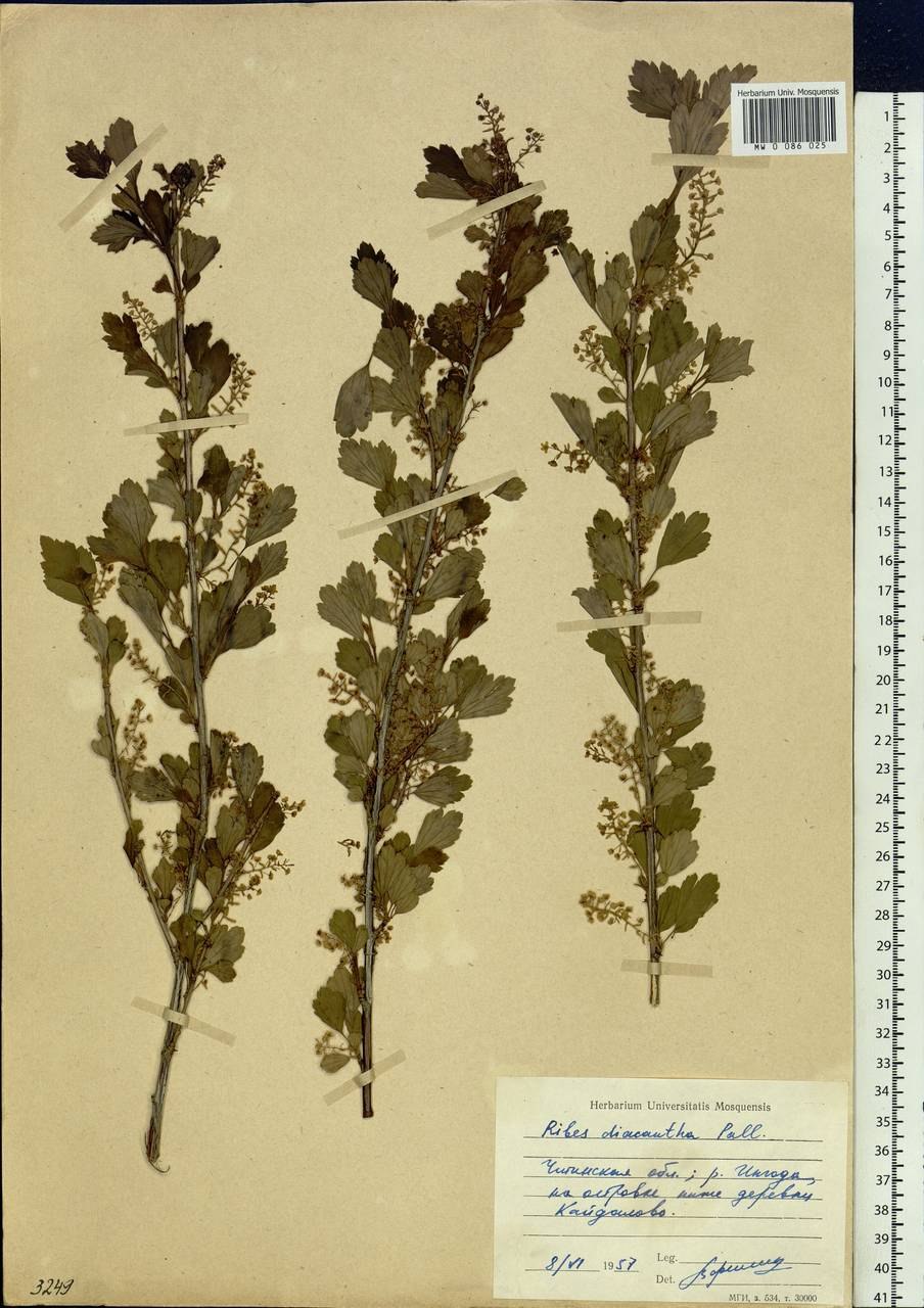 Смородина Альпийская Шмидт