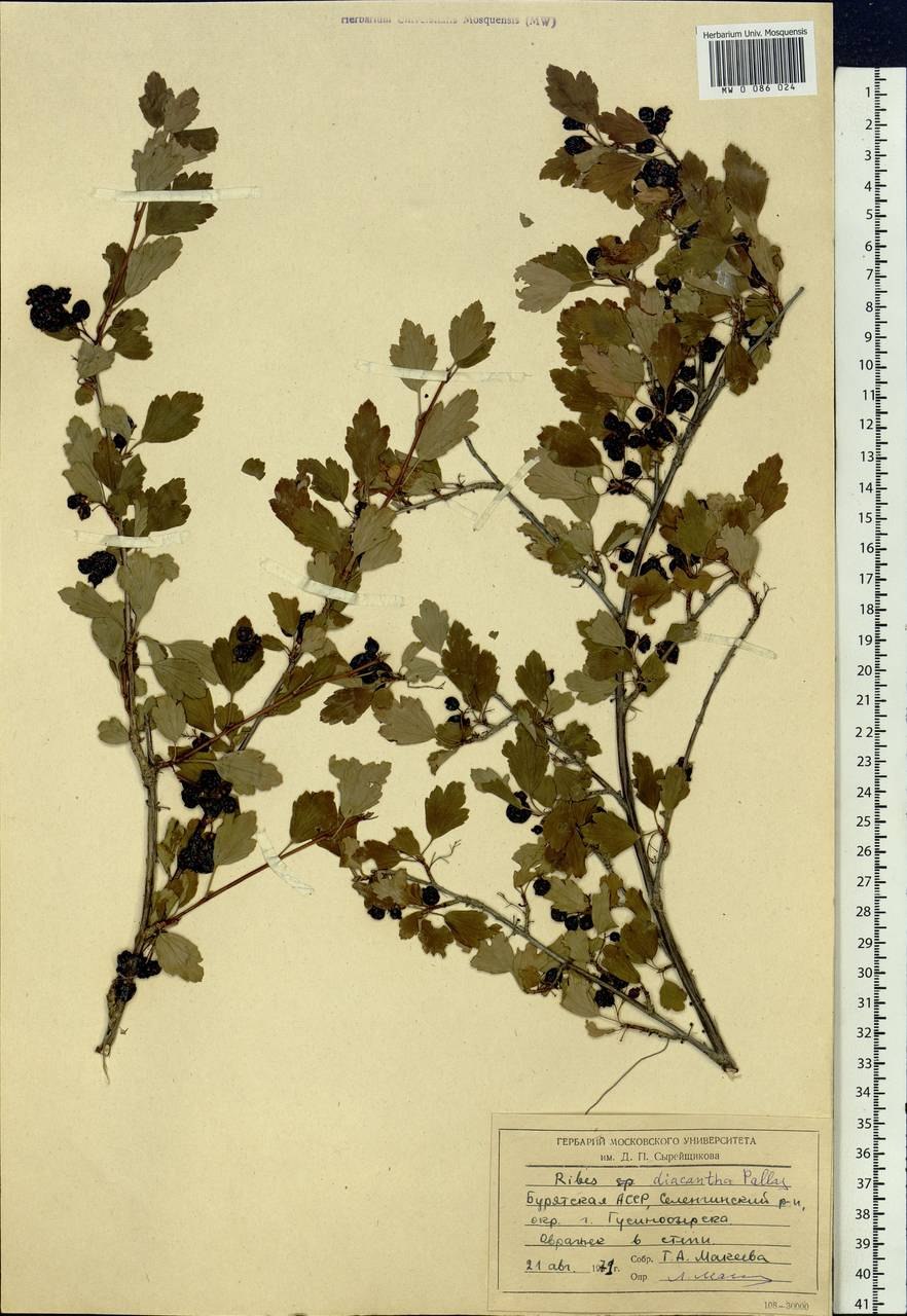 Смородина железистая