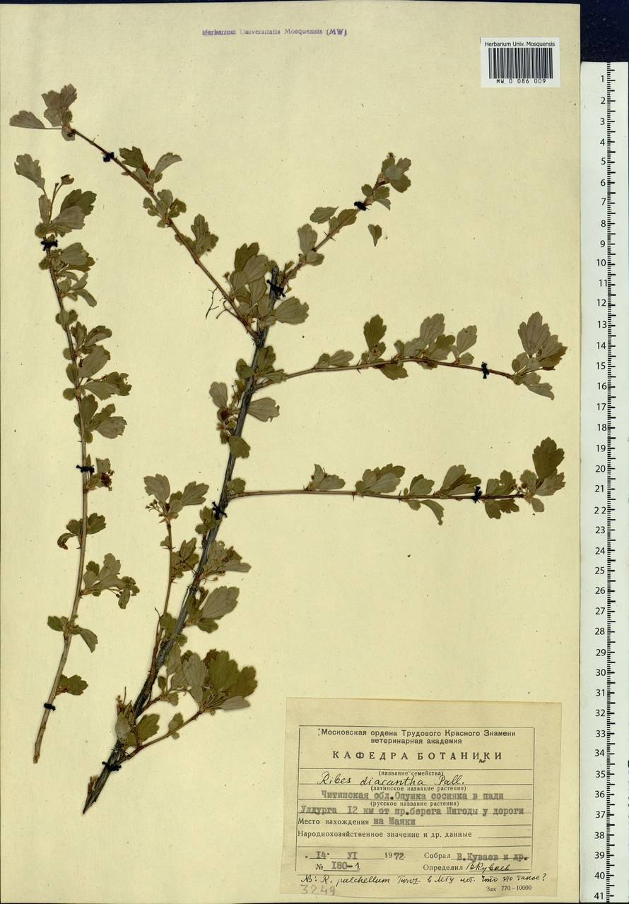 Смородина Альпийская ribes alpinum