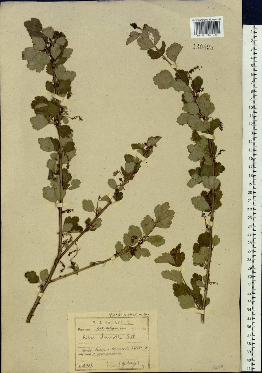 Тараножка ягода