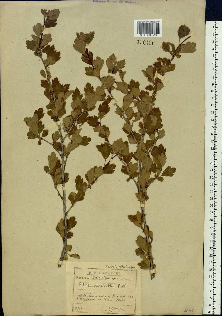 Ribes pinetorum растение