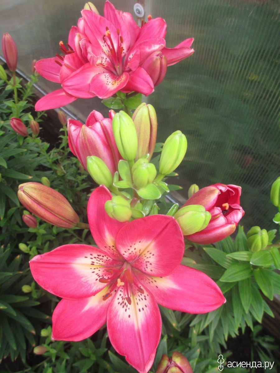 Лилия Эмпресс