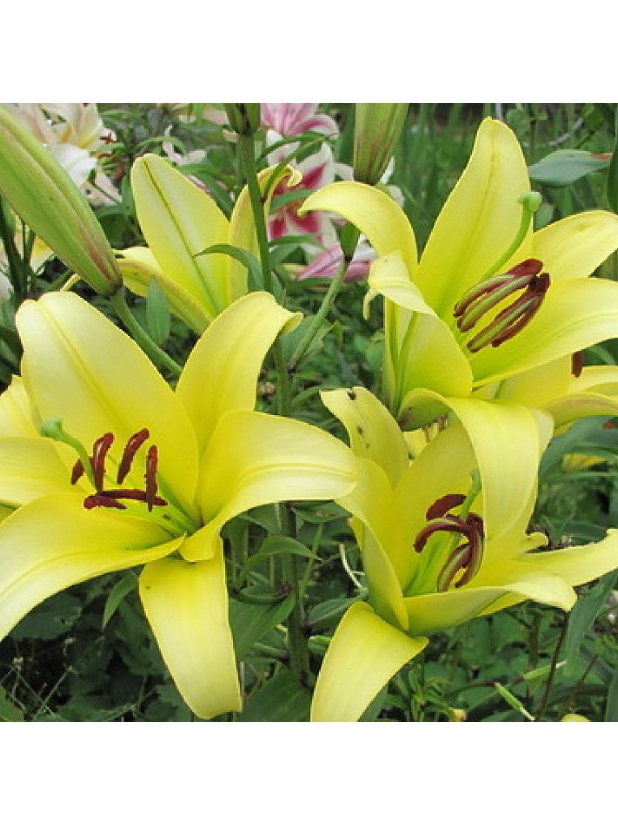 Мексиканская Лилия