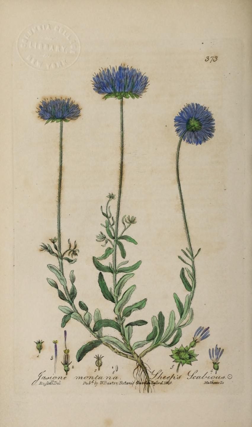 Букашник курчавый