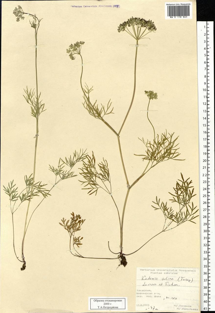 Аллиум Мон Блан Allium Mont Blanc