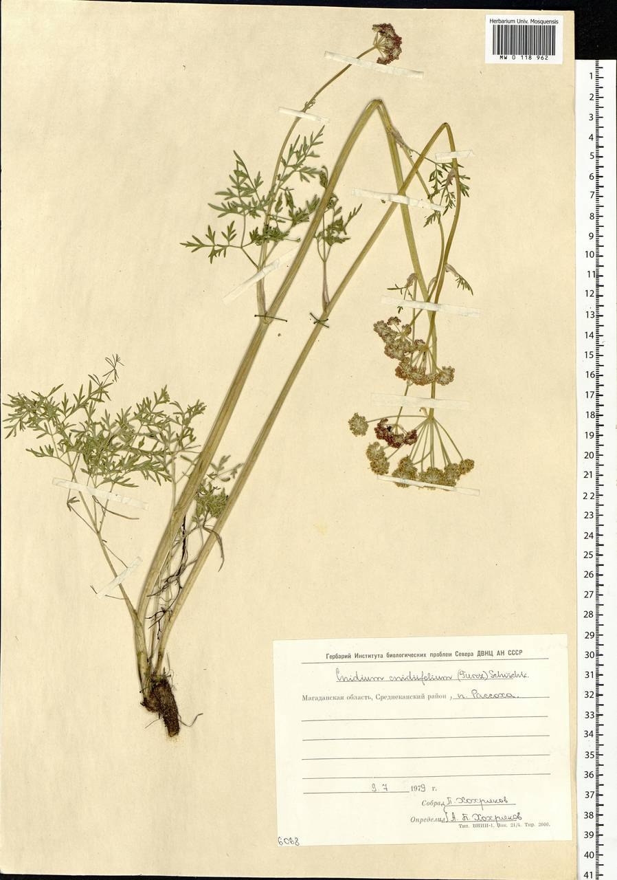 Леоциомицеты