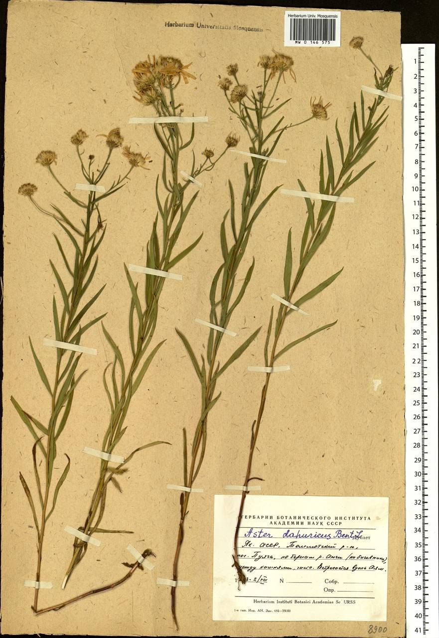 Жгун-корень Моннье фото