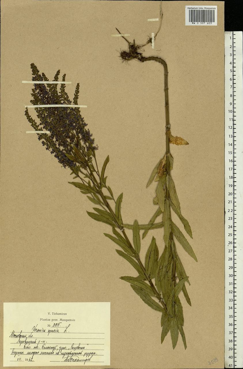 Карбюратор leader pz19jb