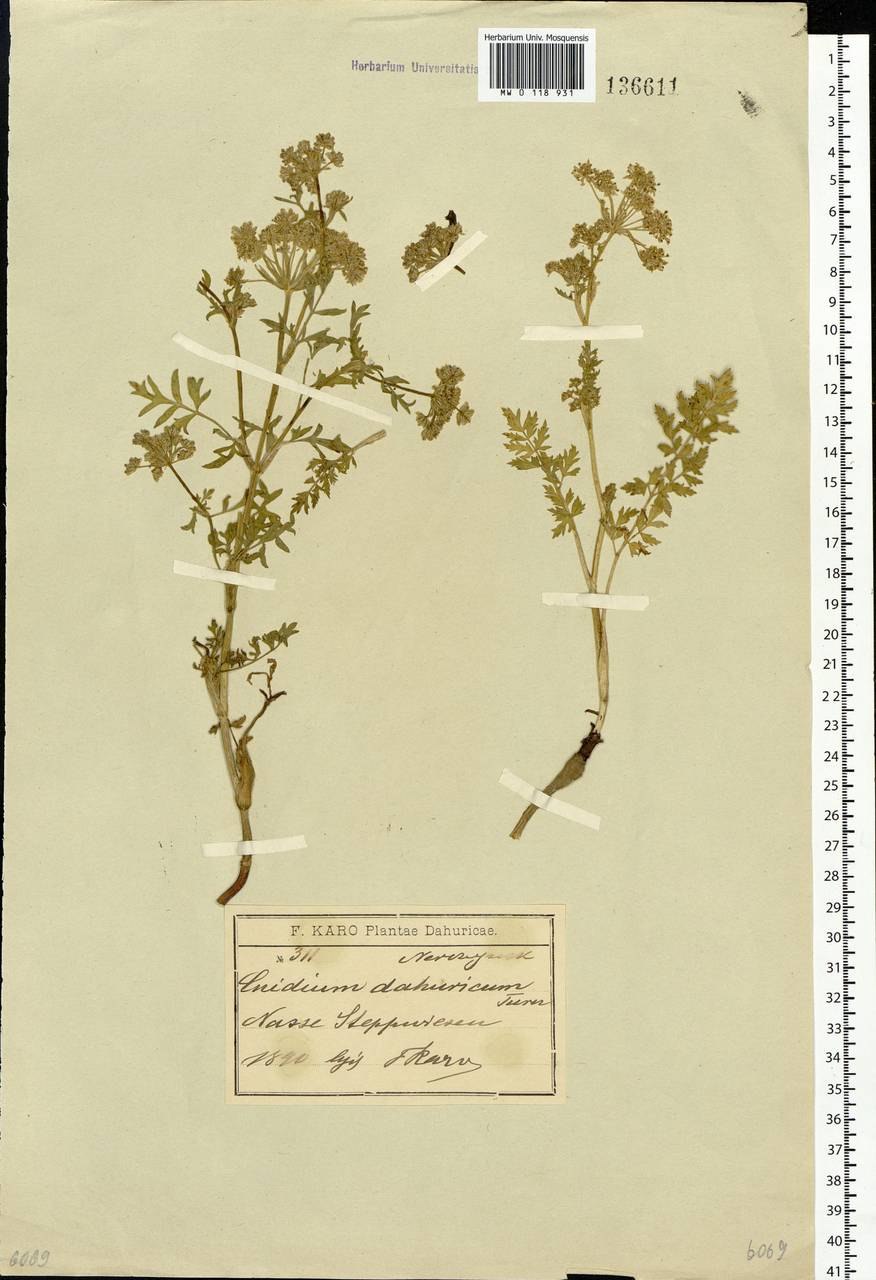 Жгун корень Монье