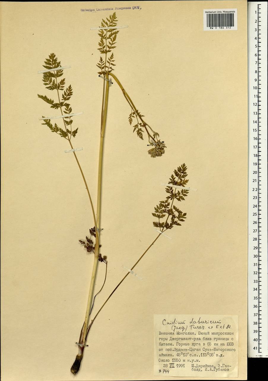 Жгун-корень -корень Монье