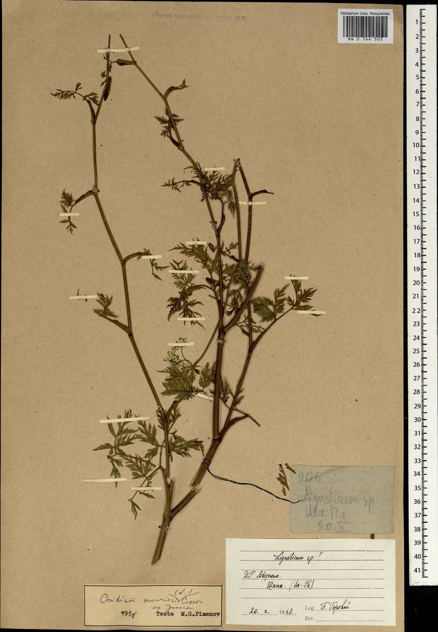 Cerastium dubium