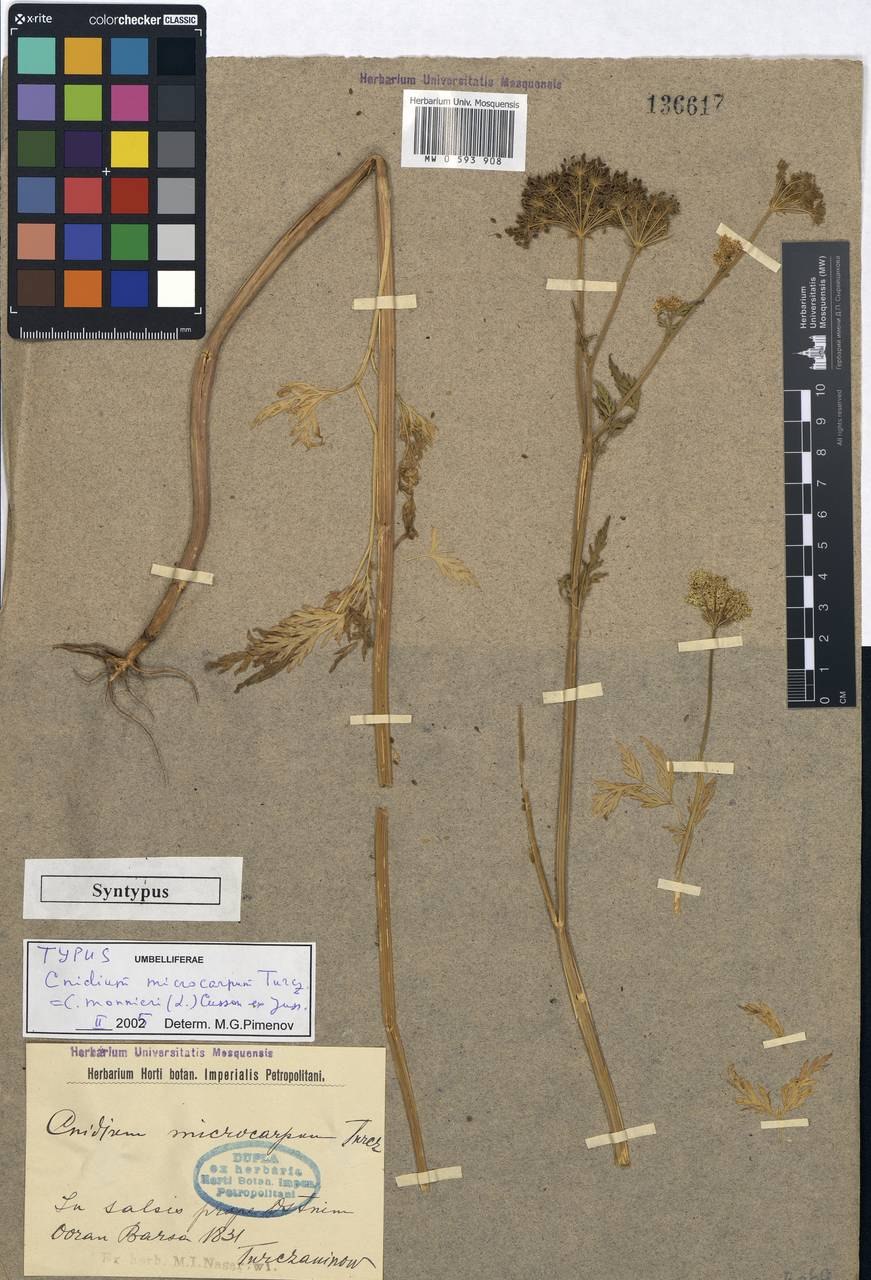 Коробочка ясколки плод