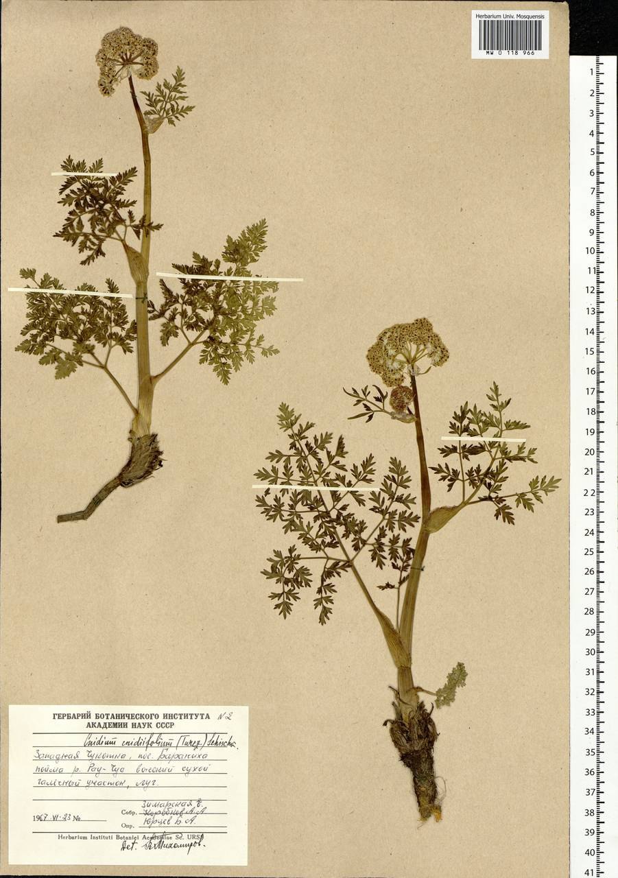 Жгун корень аптечный