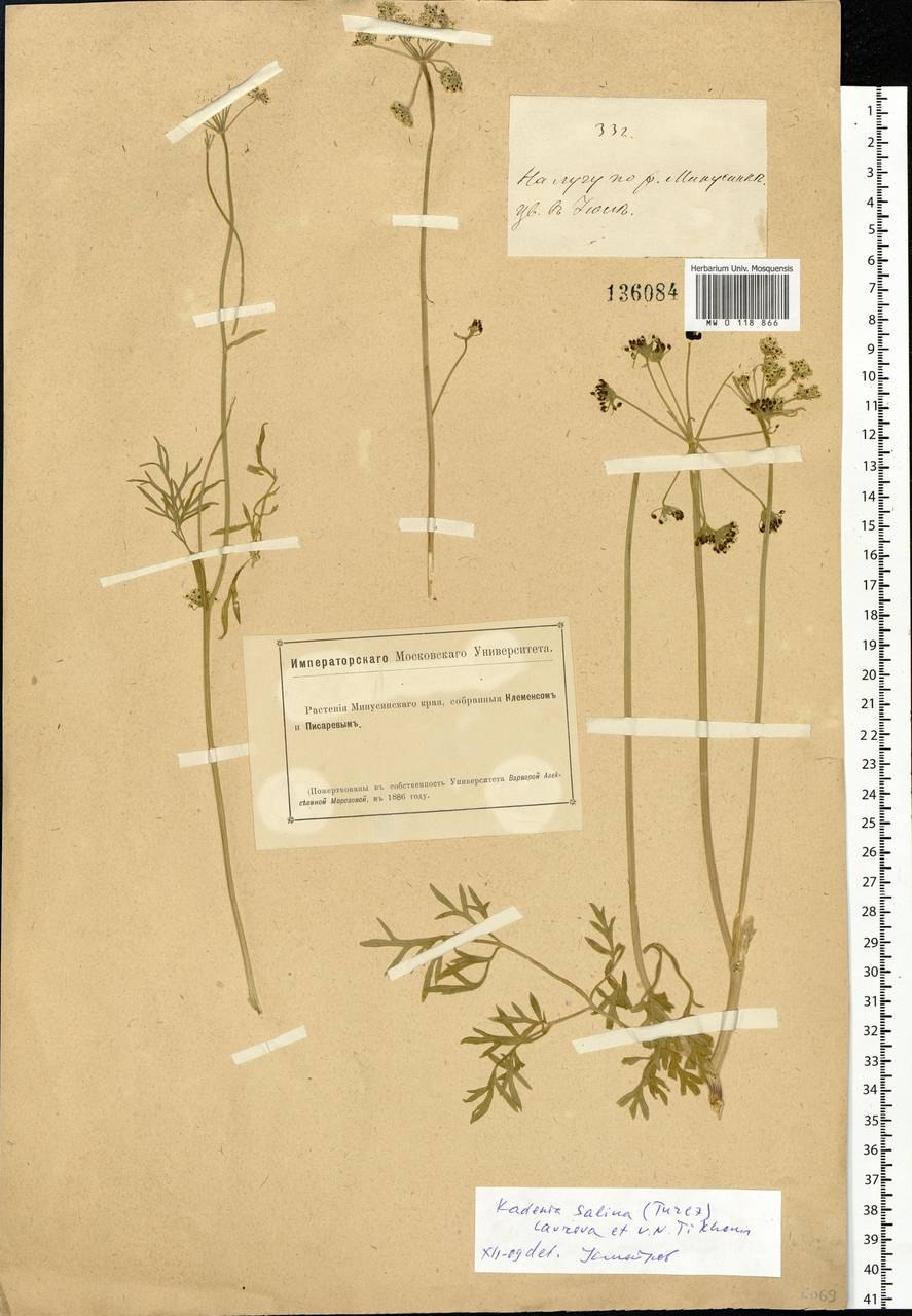 Хондрилла злаковая