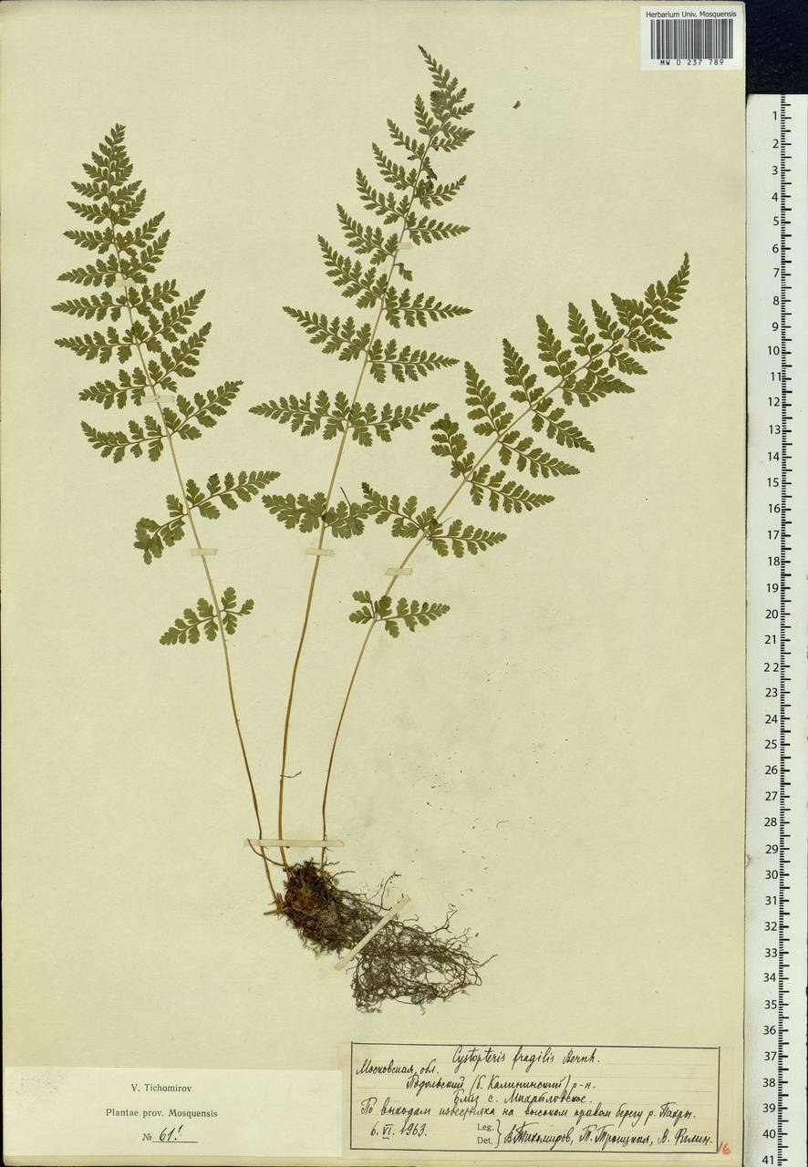 Пузырник луковиценосный