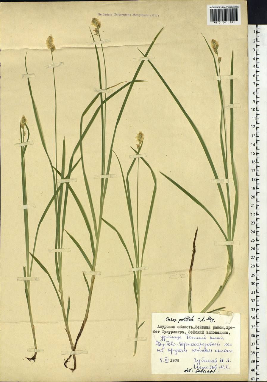 Carex pallida