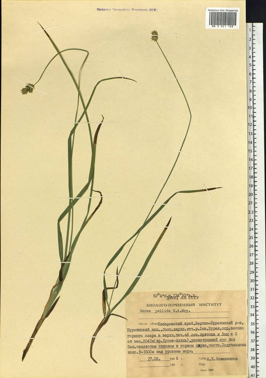 Осока Болотная Ботаническая иллюстрация