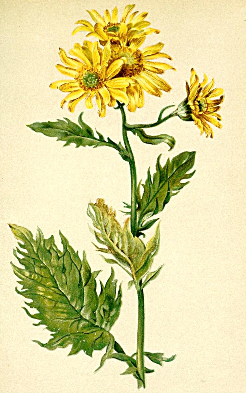 Акварель крестовник