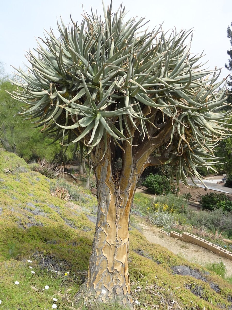 Молочай канделябровый Euphorbia candelabrum